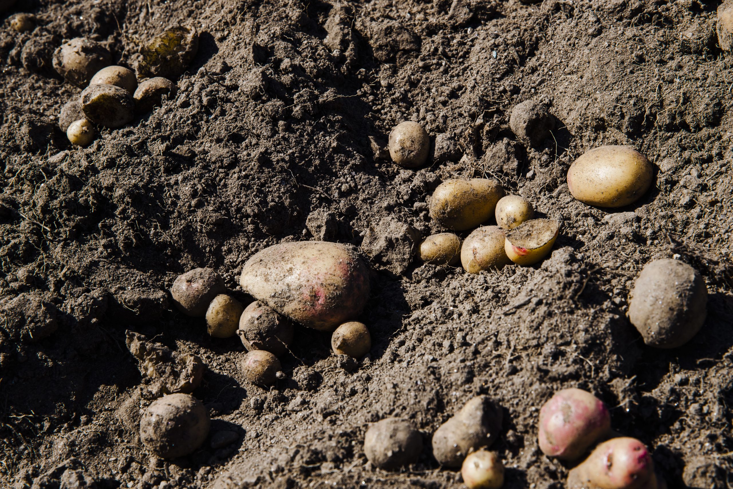 Batatas - Qta dos Marques - Image 2