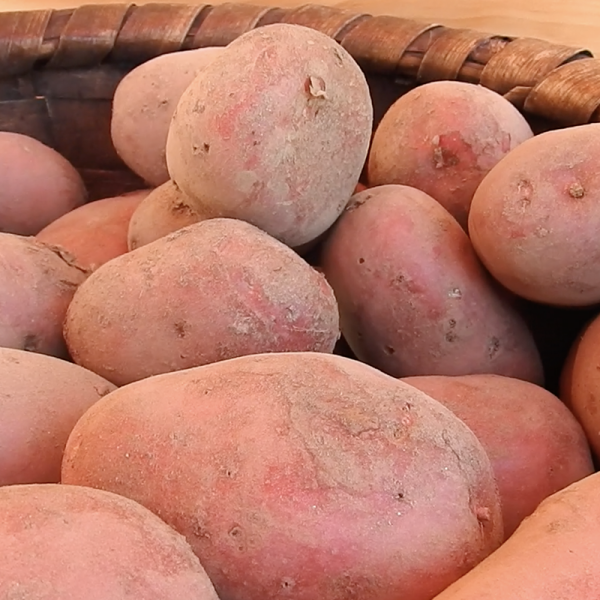 Batatas - Isabel Melo